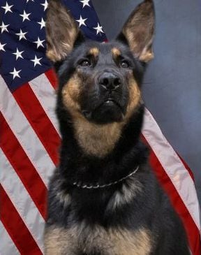 The Richardson Police Department's K-9, Remi, died Friday.