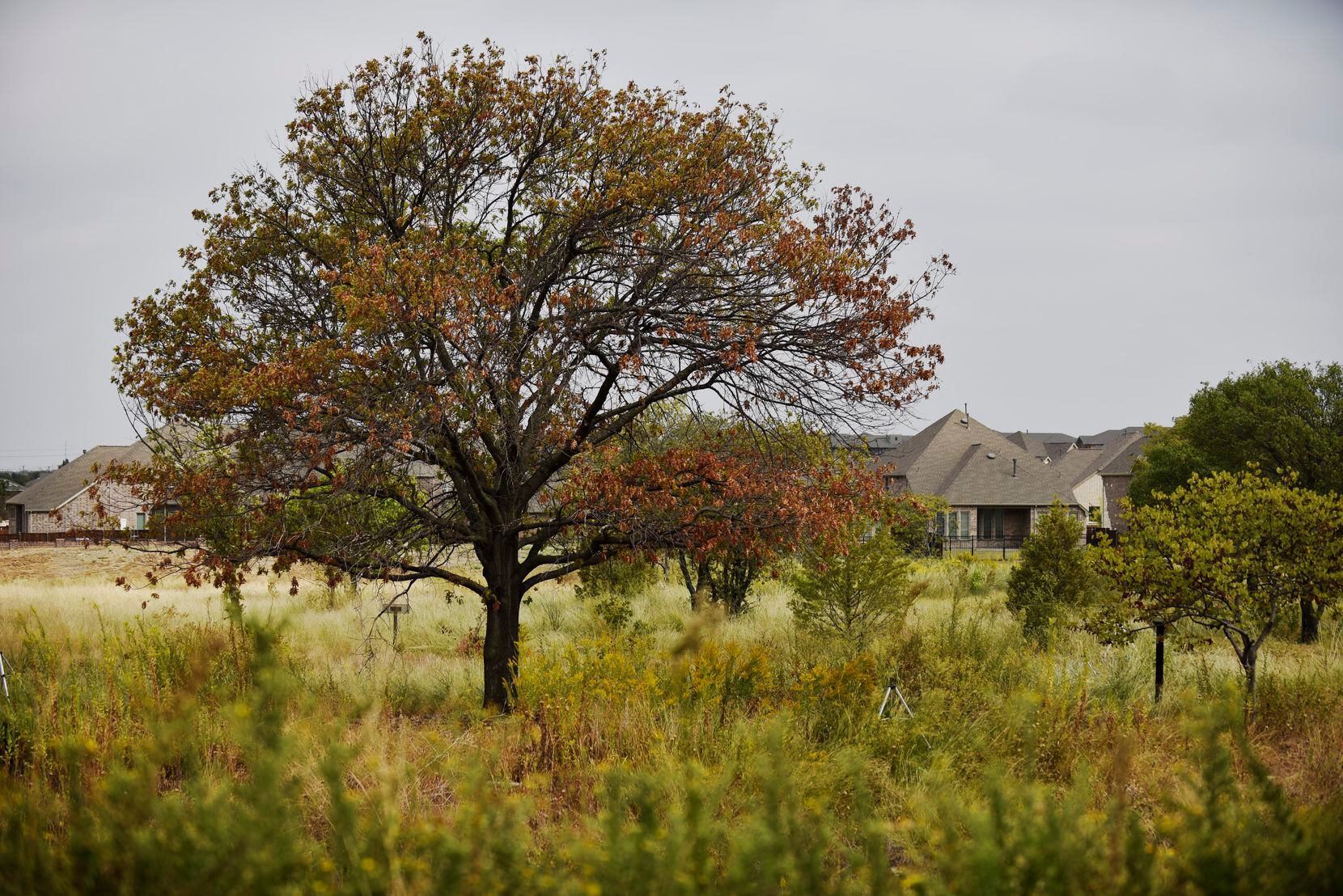 A Bur oak tree, one of many trees planted by Benny J. Simpson over 30 years, is located at...