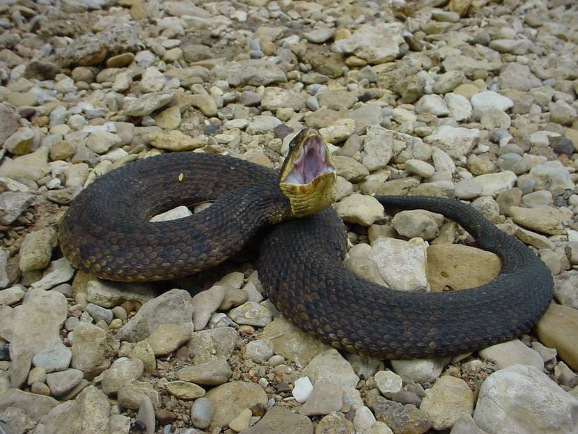 La serpiente boca de algodón o mocasín de agua es una de las cuatro tipos de serpientes...