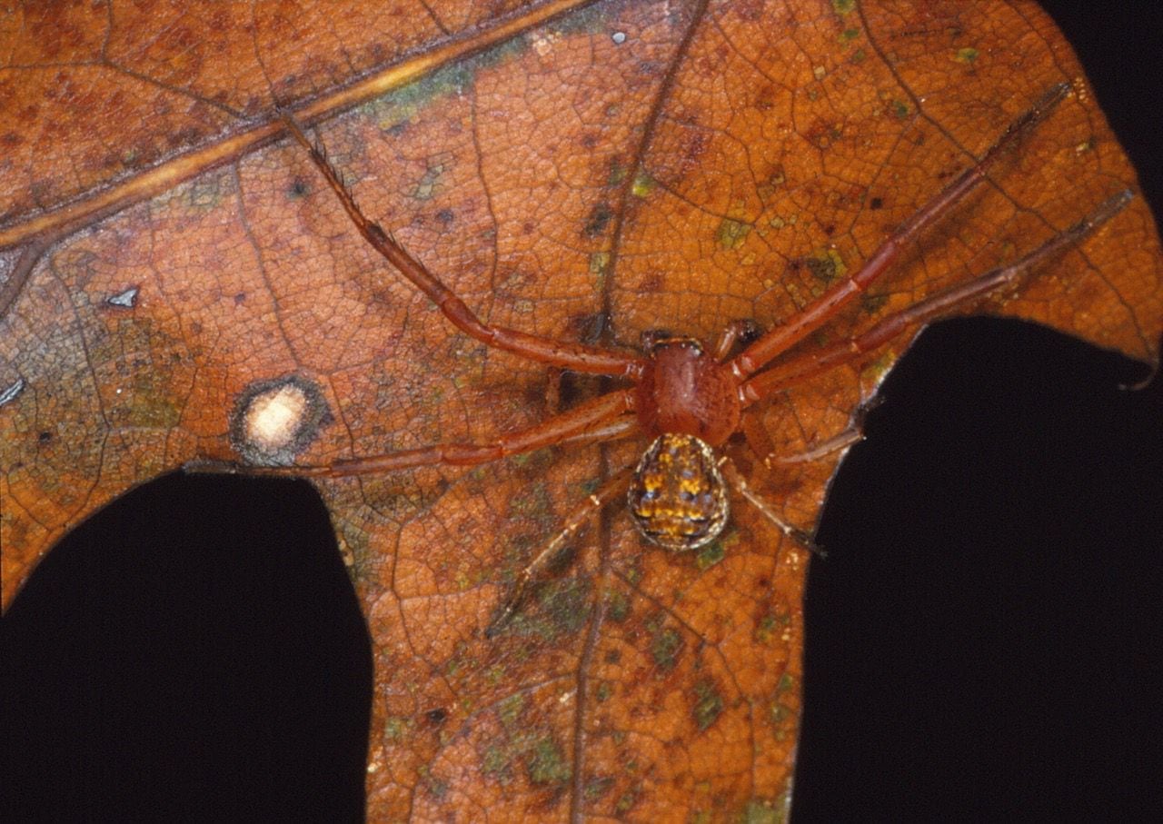 Een nuttige krabspin zit op herfstbladeren.