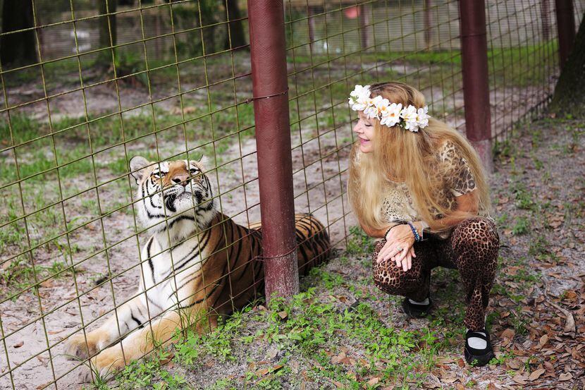 Carole Baskin junto a un tigre en su santuario de animales exóticos Big Cat Rescue en Tampa,...