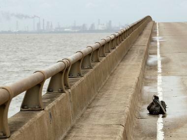 A pelican injured during Hurricane Harvey sits on a bridge Saturday, Aug. 26, 2017, in Port...