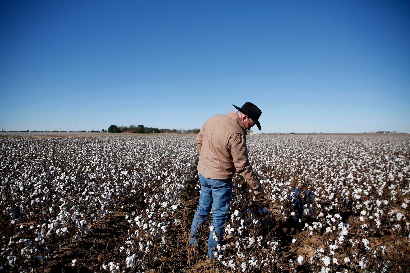 Cotton is a joy to farm. In some ways it's even easier than grain
