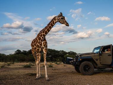 A giraffe named Buttercup moves closer to Buck Watson, a hunting guide, as he looks on from...