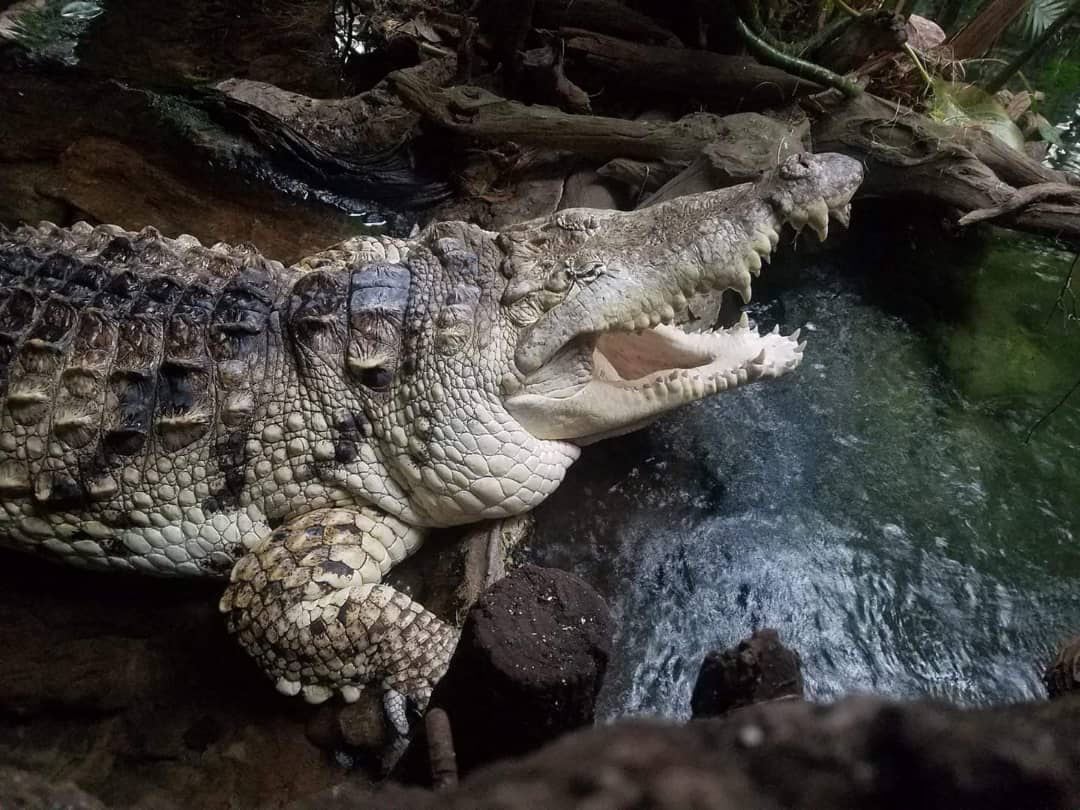 Desde 1998, el cocodrilo “Juancho” forma parte de la exhibición “Orinoco: secretos del río”...