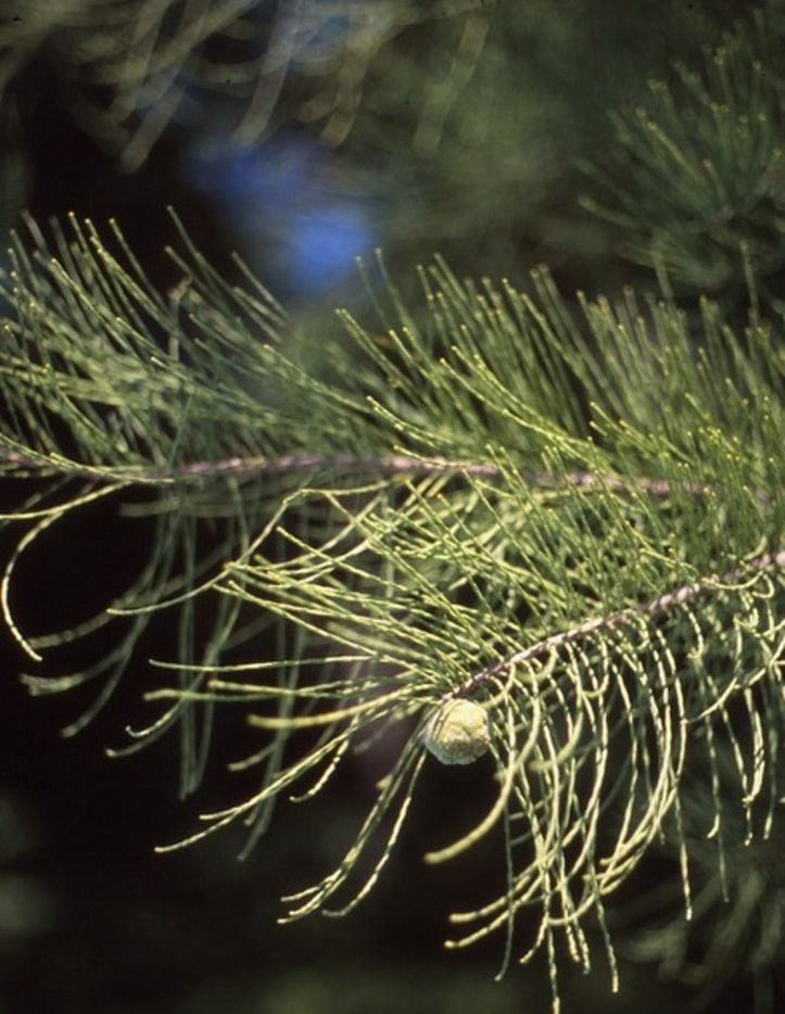 cypress species taxodium ascendens garrett howard