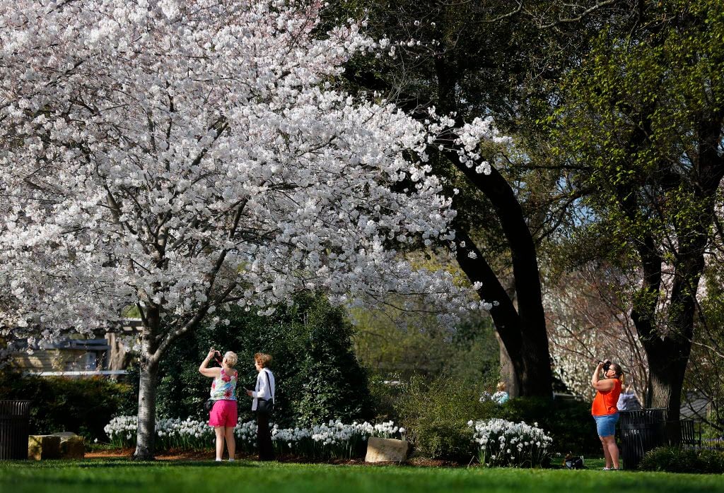 Now is the time to see cherry blossoms at the Dallas Arboretum