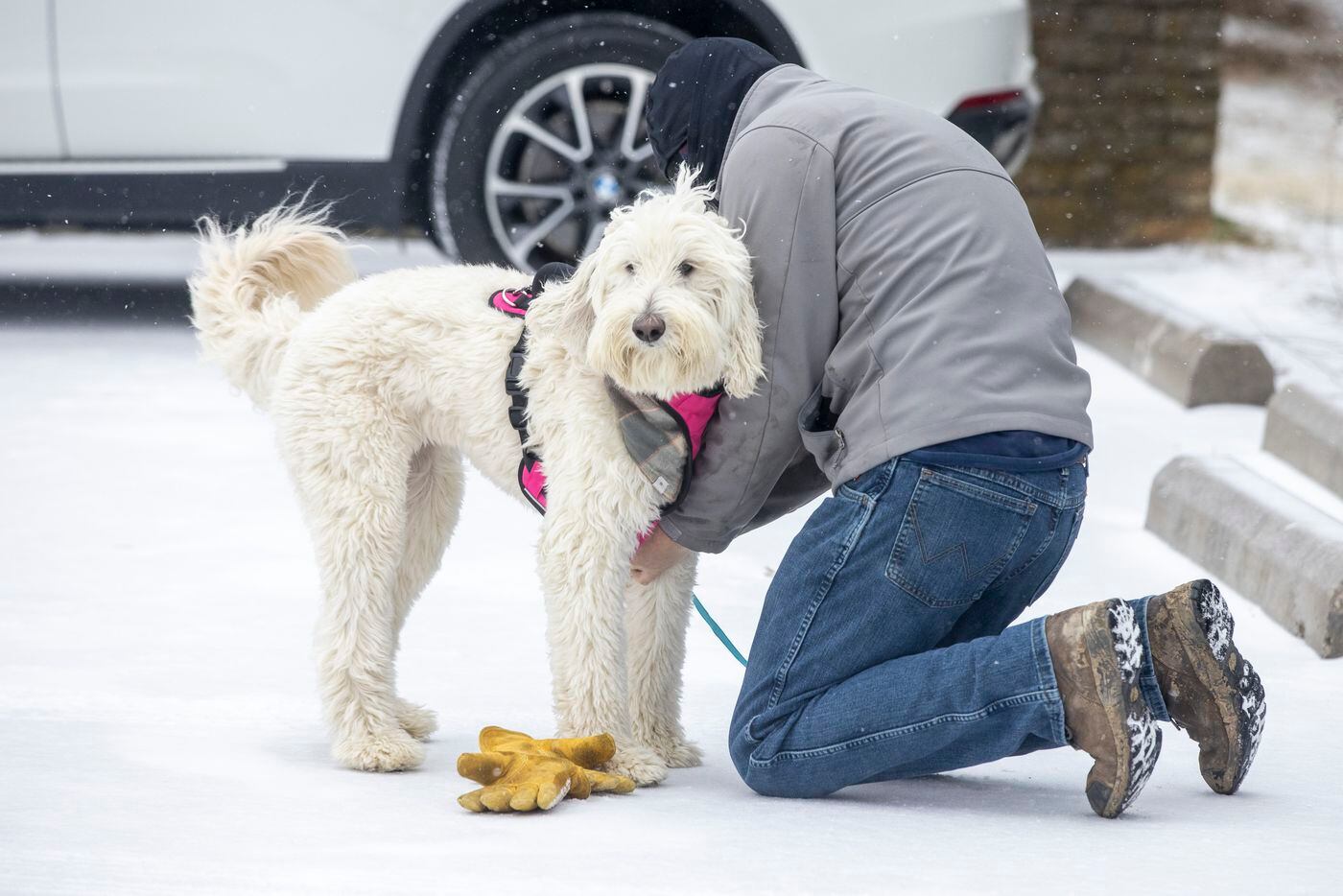 Dustin McBlain gets his dog, Ellie, ready for a walk in the snow at Flag Pole Hill Park on Sunday, Feb. 14, 2021, in Dallas. The region is currently under a winter storm warning. (Lynda M. González/The Dallas Morning News)