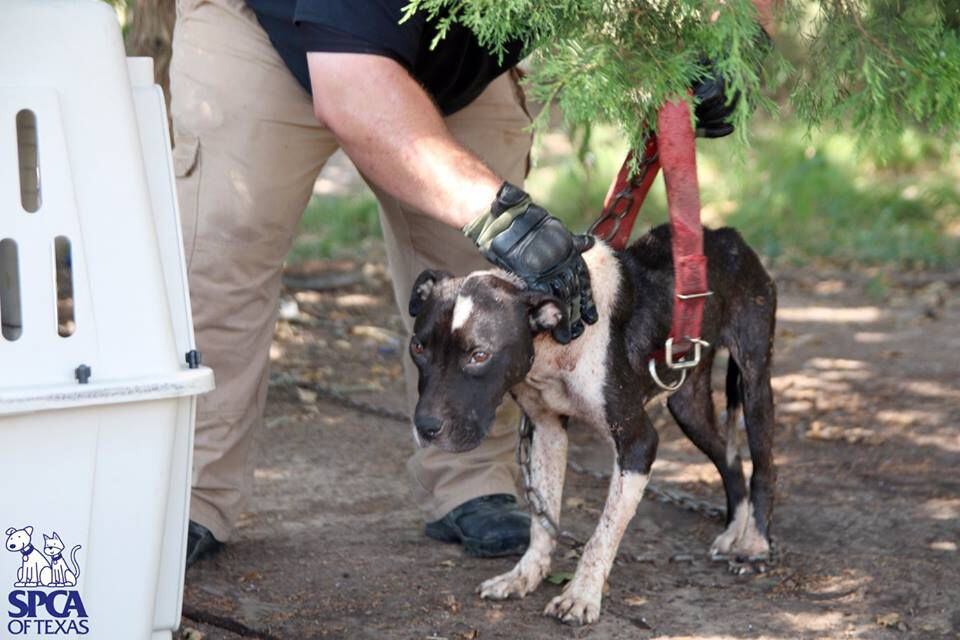 Ten adult pit bull mixes and four puppies were seized from the property in Able Springs,...