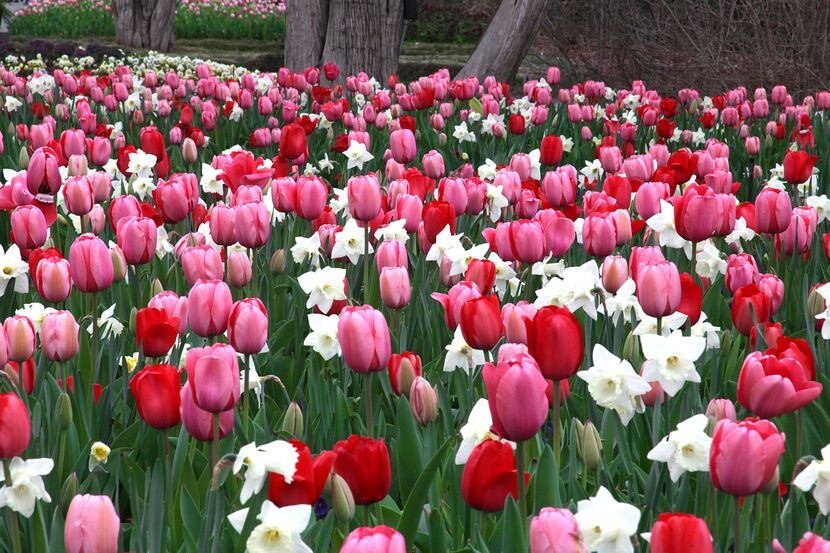 Más de 500,000 tulipanes que en esta temporada celebran los colores del sur de Estados...