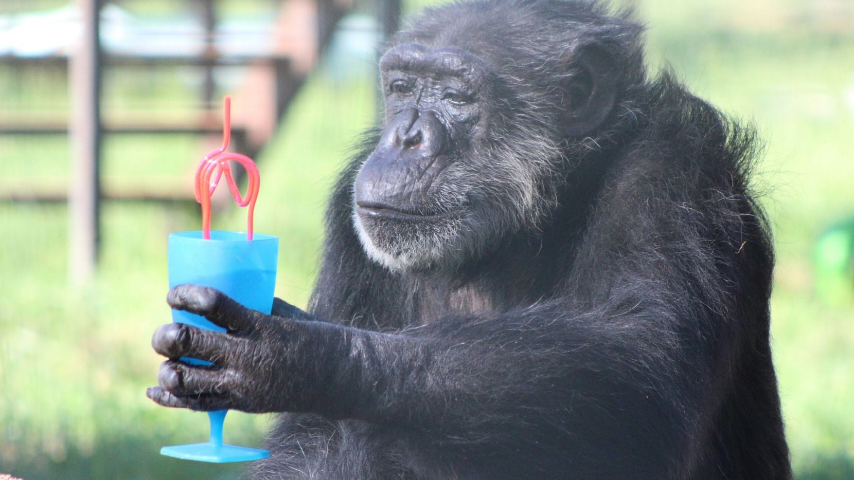 Lulu Belle, a chimpanzee at Cleveland Amory Black Beauty Ranch in Murchison, Texas, drinks...