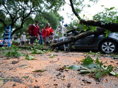 Wood shavings cover Victor Street as neighbors use a chainsaw to cut portions of a tree that...
