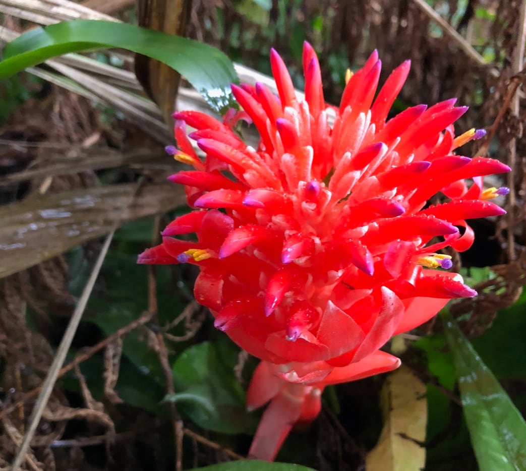 A gorgeous Bromeliad is spotted by the trail leading to the falls.