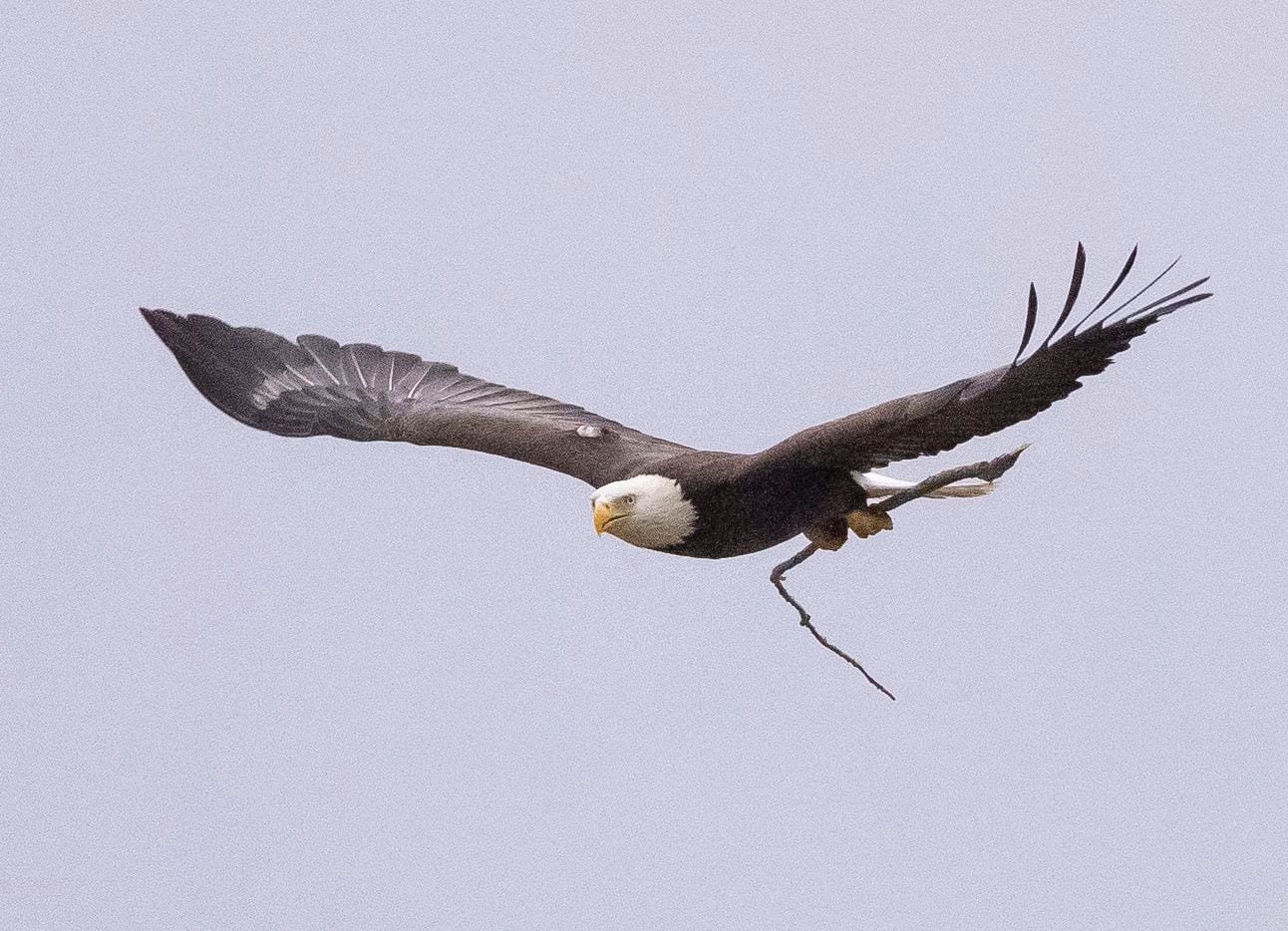 Por qué se cayó el nido de las águilas calvas en White Rock Lake?