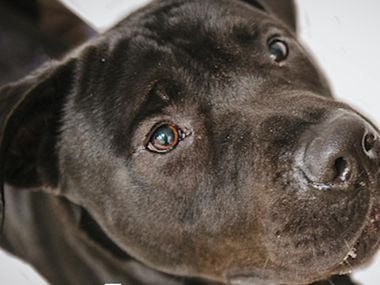 The Richardson Animal Shelter has teamed up with photographer Katie Schmidt to help capture...