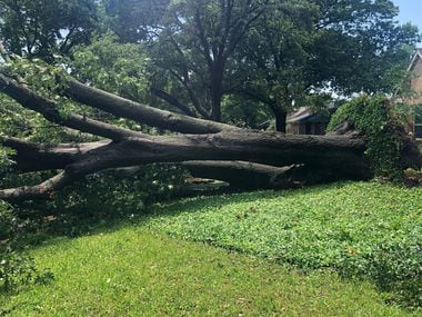 A large tree was brought down by high winds, on Willow Ridge road near Midway and Forest in...
