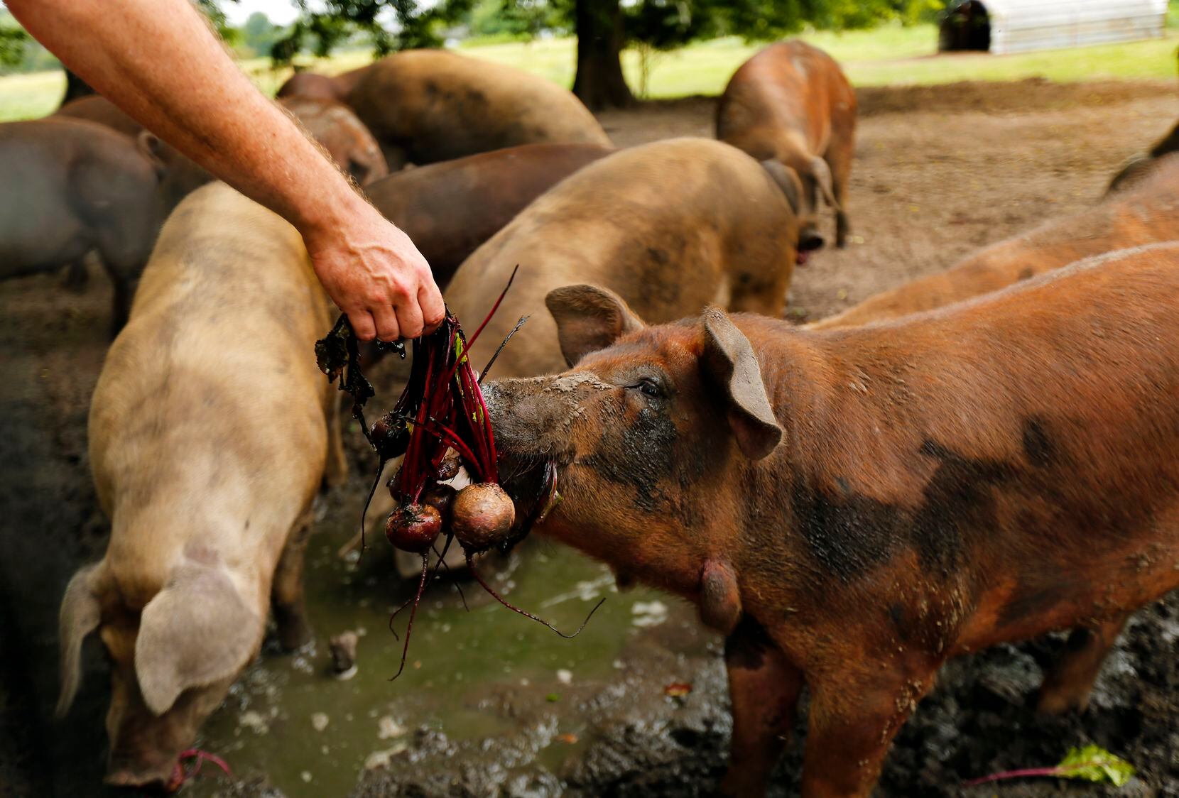 Farmer Thomas Locke feeds beets to his hogs on the Bois d'Arc farm in Allens Chapel, Texas, Thursday, June 29, 2017. 