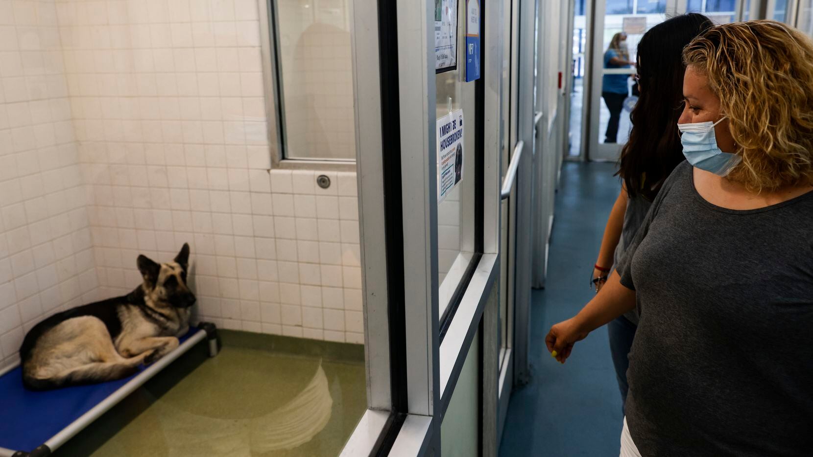 Guillerma Hamas and her daughter Selene Renteria look for a dog to adopt at Dallas Animal...