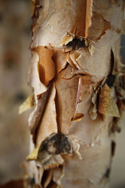 Tree bark can split from cold temperatures following excessive sun and heat
