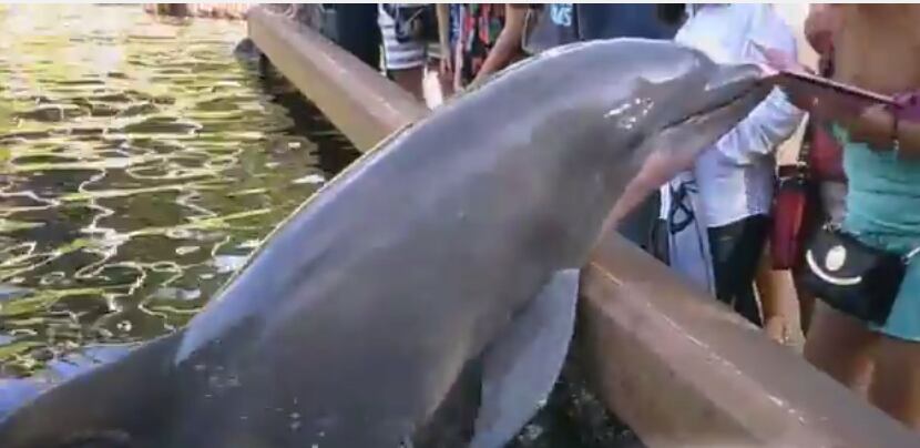 Otro visitando en SeaWorld captó el momento en el que el delfín le arrebató el iPad a la...
