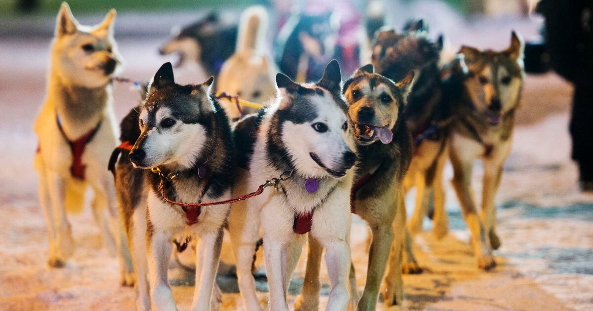 Exxon Mobil pulls sponsorship of the world famous Iditarod sled dog race across Alaska