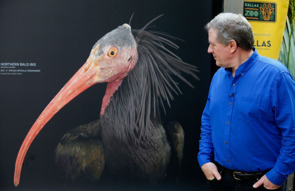 Photographer Joel Sartore looks at a photograph of Northern Bold Ibis he shot for the...