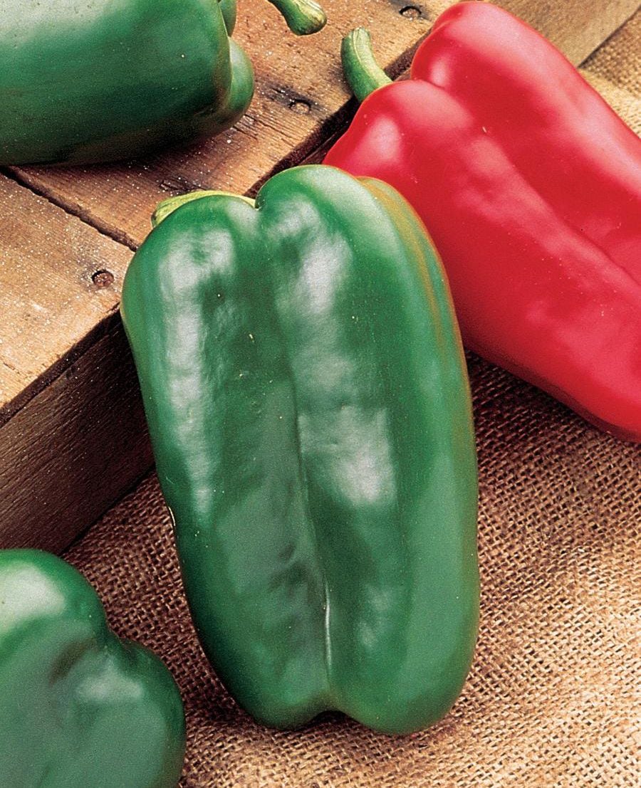 You'll get a kick out of growing your own chili peppers