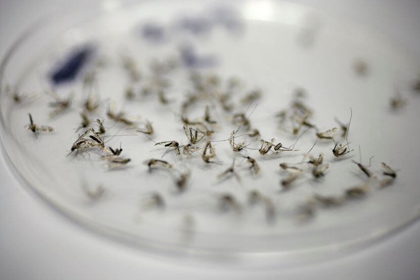 The captured mosquitos from one gravid trap taken to Dallas County Mosquito Lab, August 7,...