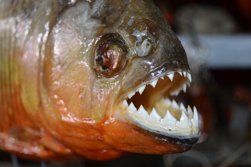 Virgilio Martínez quería servir el pez carnívoro y de afilados dientes durante un festival...