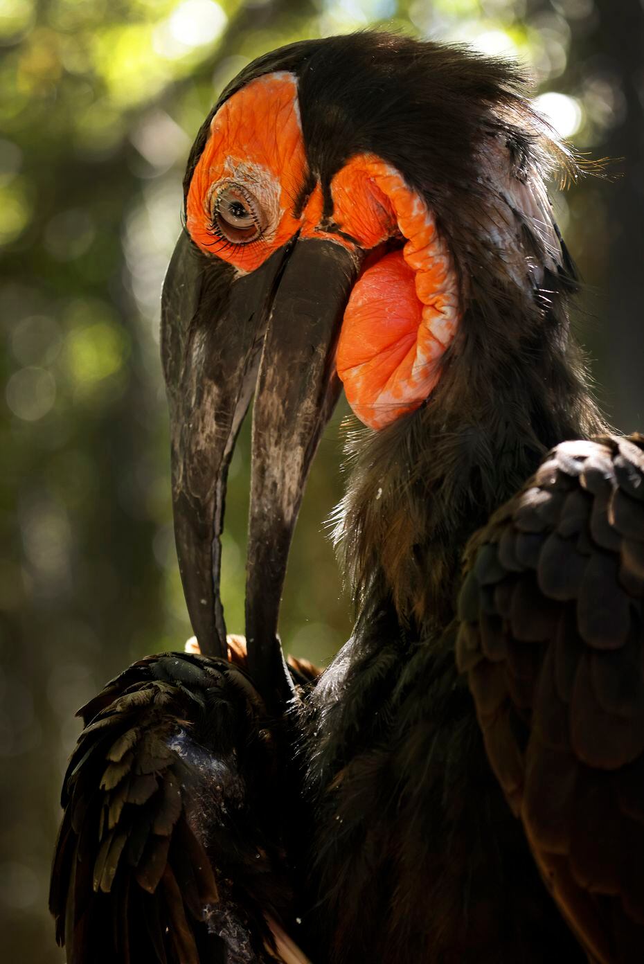 Mosi, a southern ground hornbill, pecked at his wing in an enclosure at the Dallas Zoo, Wednesday, September 22, 2021. The zoo has a family of four hornbills, and has raised six chicks behind the scenes since 2017. (Tom Fox/The Dallas Morning News) 
