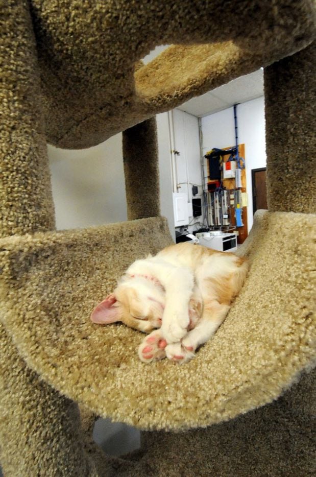Cato takes a nap at Cat Connection featuring adoptable cats from Operation Kindness in...