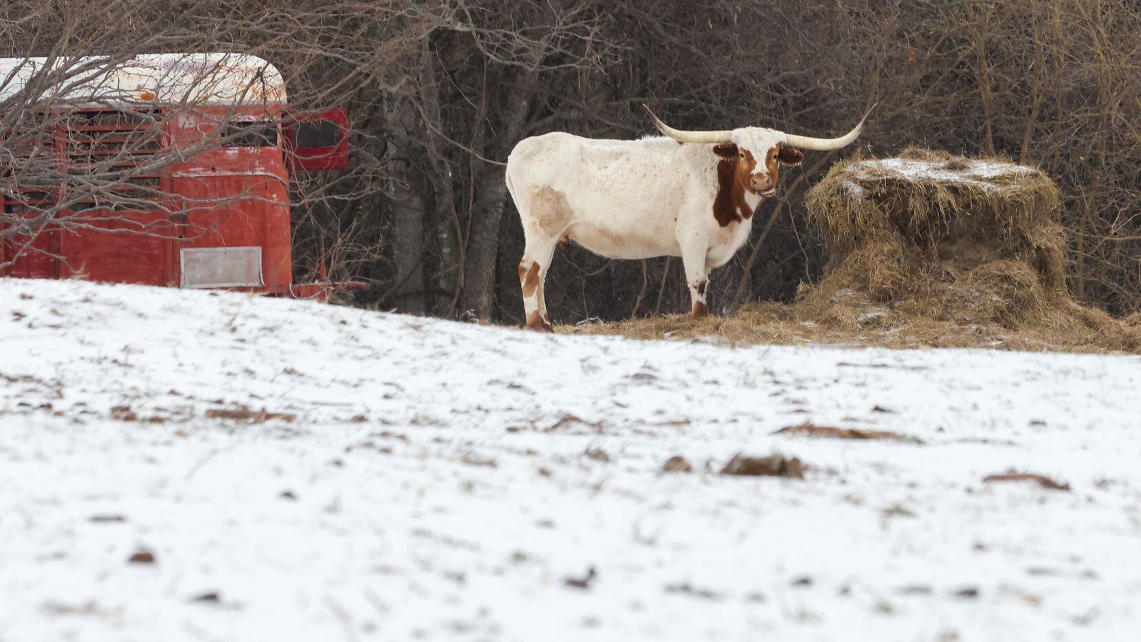 A longhorn chews on hay in a snow-covered field along Justin Road in Copper Canyon, near...