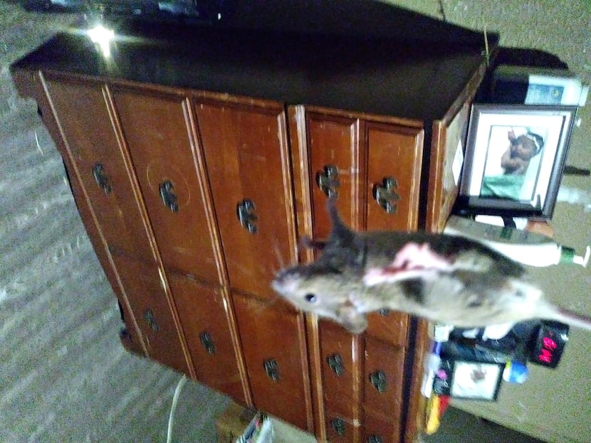 One of the rats Courtney Waweru said she caught in her Holmes Street apartment. Tre Black...