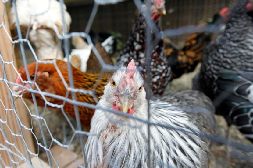 
The city chickens have a trapeze to swing on in their run, and they use it.
