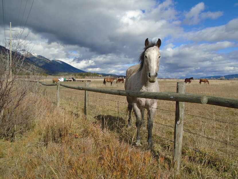 The roadside views are wonderful between the National Elk Refuge and Grand Teton National...