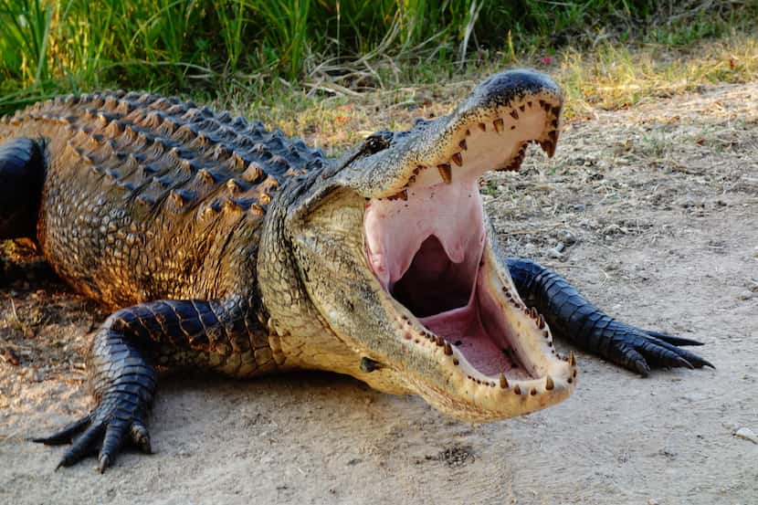 (File Photo) -- A 1,200-pound alligator with only three legs was spotted strolling through a...