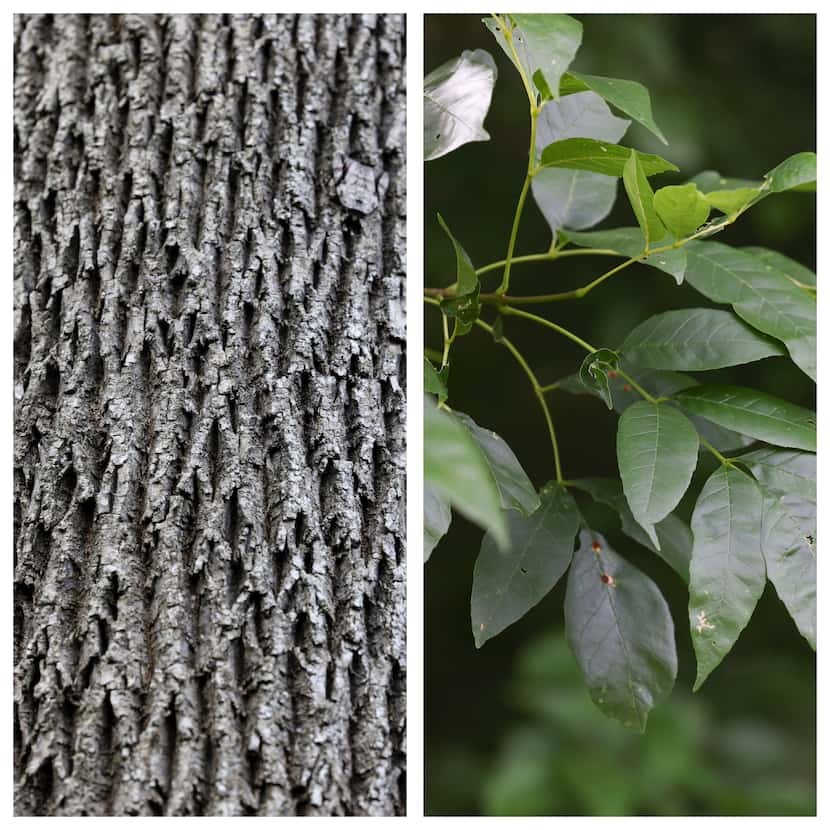 The bark and leaves of ash trees in the Great Trinity Forest illustrate its ridged bark and...