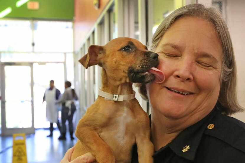 Dallas Police Major Barbara Hobbs gets a little love from "Teena" at Dallas Animal Services...