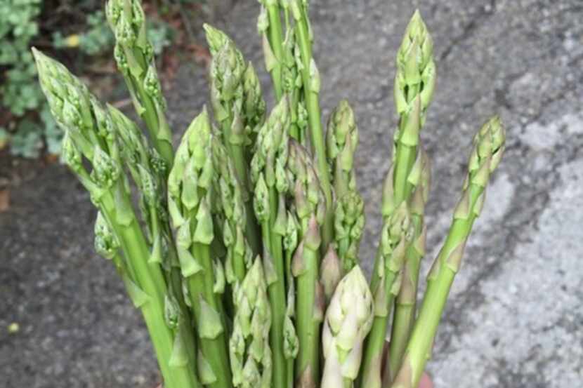 Asparagus spears