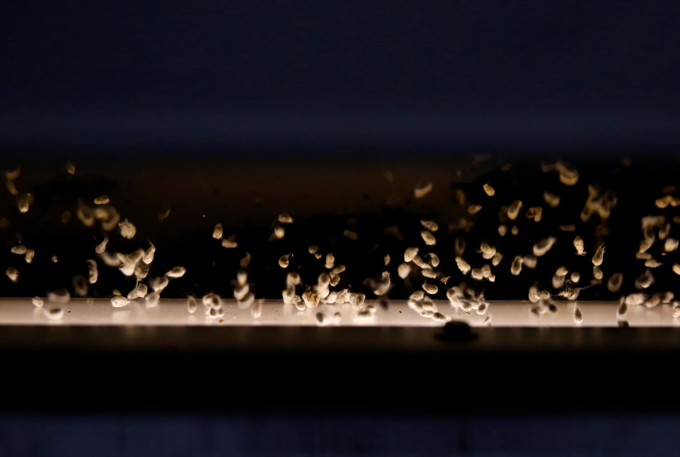 Cotton seeds fall through a gin at Woolam Gin.