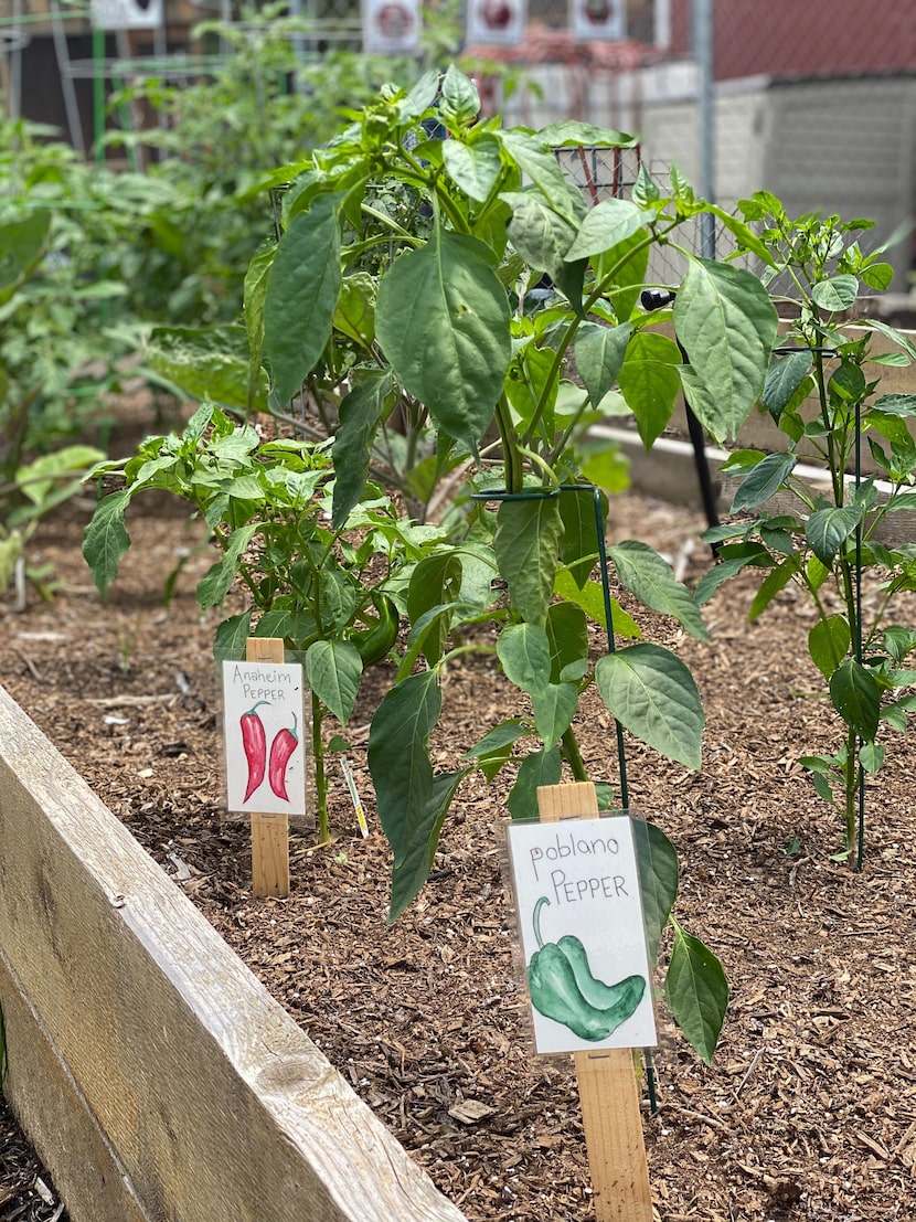 Gardening of Poblano pepper at Dallas Farmers Market