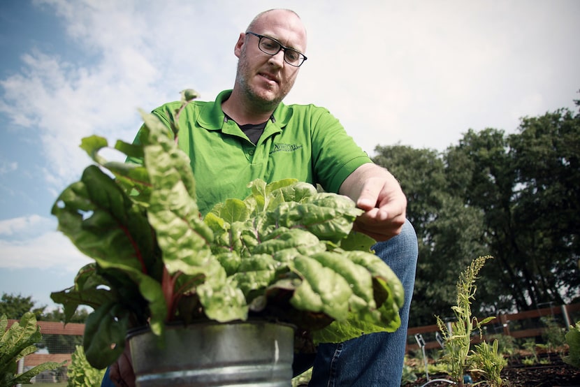 Horticulturalist Daniel Cunningham harvests some Swiss chard. 