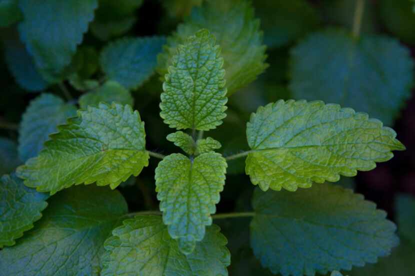 Lemon balm is among the herbs that can be grown in the Dallas area.
