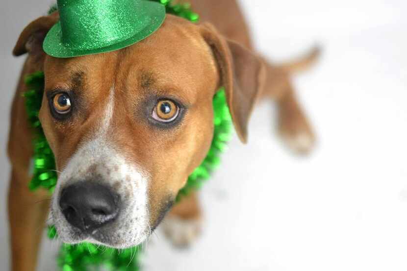 DAS busca que más personas adopten a una mascota la semana de St. Patricks....
