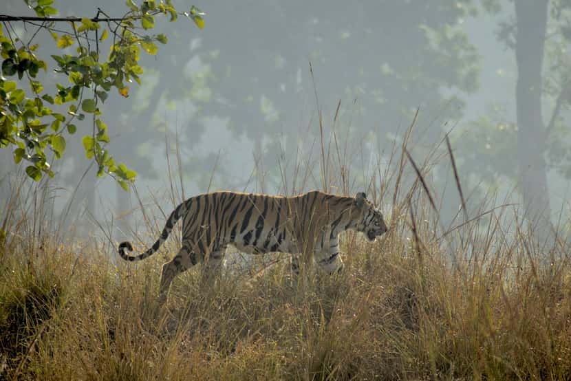 A tigress walks along a ridgeline in India's Kanha National Park.