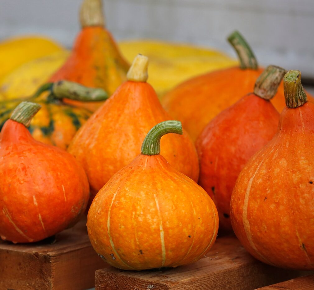 Pumpkins and other squash at Rae Lili Farm.