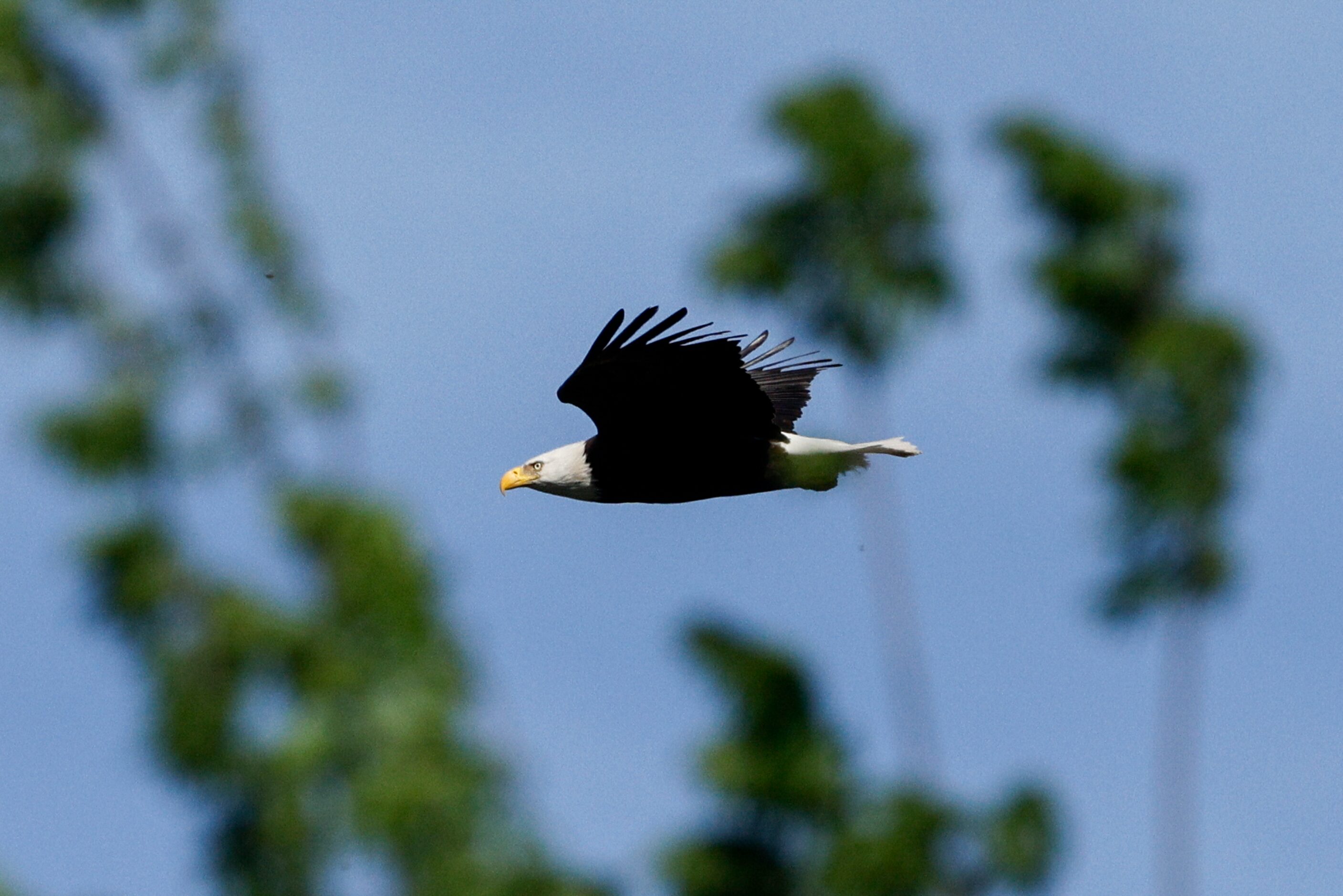 A bald eagle flies above a tree near White Rock Lake, Friday, April 5, 2024, in Dallas.