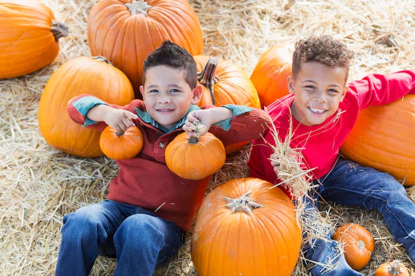 Two multi-ethnic 5 year old boys playing together in a pumpkin patch. They are looking up at...