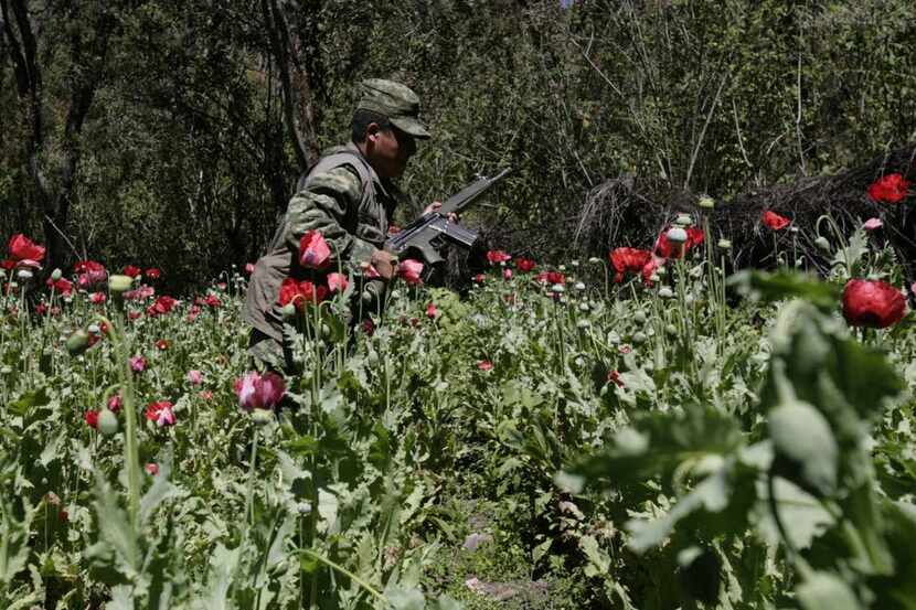 Un soldado del Ejército mexicano durante un operativo para destruir sembradíos de droga.(AP)
