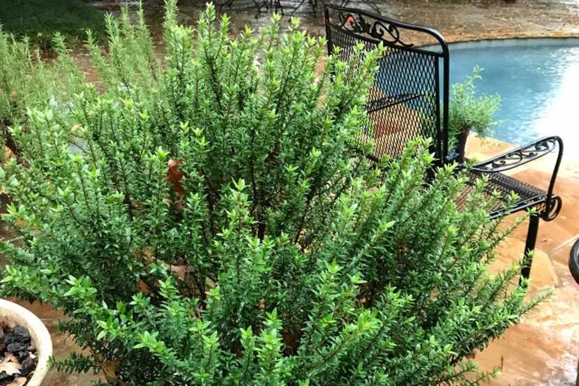 Sweet myrtle (Myrtus communis) is a hardy evergreen, shrubby herb.